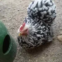 جوجه تزینی|حیوانات مزرعه|خمینیشهر, |دیوار