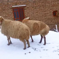 میش|حیوانات مزرعه|خرمآباد, |دیوار