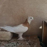 کفتر طوقی