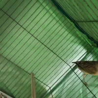 قناری ماده|پرنده|هشتگرد, شهرک راه آهن|دیوار