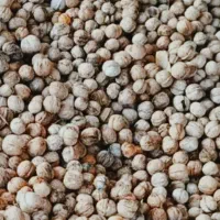 گردو مغزپرسفیدنورآباد|خوردنی و آشامیدنی|خاوه, |دیوار