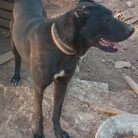 سرابی اصیل و مولد