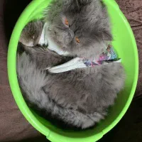 گربه|گربه|تهران, دهم فروردین|دیوار