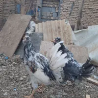 فروش تخم مرغ گلین|حیوانات مزرعه|شهرکرد, |دیوار