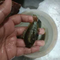 بارش افرا وجوئل