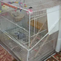 عروس هلندی ماده آماده|پرنده|مشهد, شهرک مطهری|دیوار