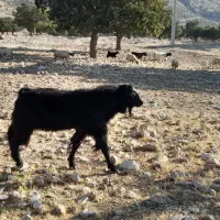 ساورین بدره