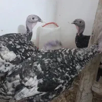 بوقلمون خروس قفس مرغ تخمگذار