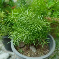 گل شویدی همیشه سرسبز