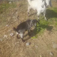 هشبندی کهور تاک