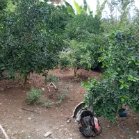 اجاره ویلا جنگلی تک خوابه|اجارهٔ کوتاه‌مدت ویلا و باغ|چالوس, |دیوار