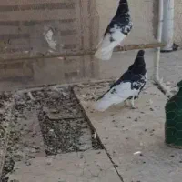 کفتر افغانیافشون نر ماده|پرنده|فشاپویه, |دیوار