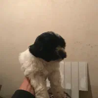 توله شیتزو فلت