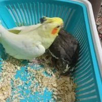 عروس هلندی|پرنده|پرند, فاز ۴|دیوار