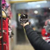 سگ پامرانین میکروسایز|سگ|کرج, شهرک بنفشه|دیوار