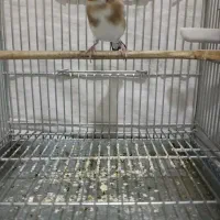 جوجه قفس سهره های قرص بخون گل بلند