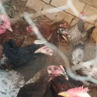 چند عدد مرغ تخم گذار