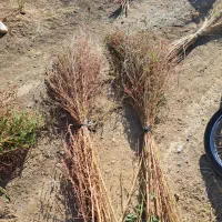 فروش جارو به صورت کلی وجزیی|لوازم نظافت|اسدآباد, |دیوار