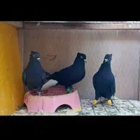 چند جفت حیوون فوق العاده عتیقه|پرنده|مه ولات, |دیوار