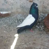 کبوتر معمولی