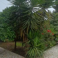 درخت یوکا 5 متری