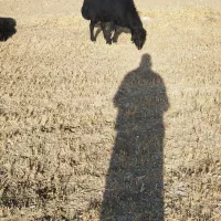 فروش یک عدد قوچ قزل سه سال