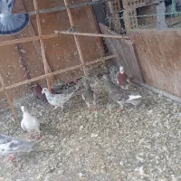 کفتر رنگی والمانی