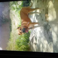 سگ مژدگانی|سگ|زاوه, |دیوار