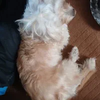 سک سالم سر حال ماده