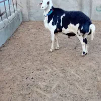 ۷تابره قوچ و یه قوچ دوشیره پلنگی