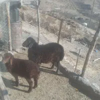 بره قوچ|حیوانات مزرعه|سرولایت, |دیوار