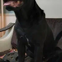 سگ کن کورسو