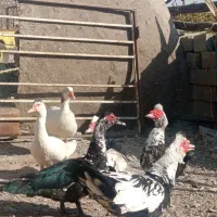 اردک نر اسرایلی با غاز|حیوانات مزرعه|لاجان, |دیوار