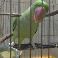 یک جفت شاه طوطی و ماده ملنگو|پرنده|اردکان, |دیوار