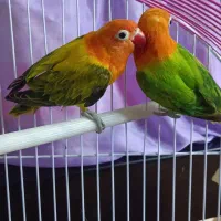 طوطی برزیلی یوینگ|پرنده|ری, دولت‌آباد|دیوار