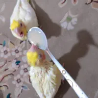 قبول واگذاری عروس هلندی