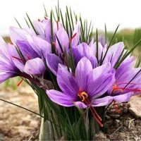 آقای گلاب و زعفران