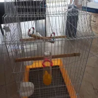 قفس پرنده
