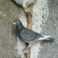 پرسفید المانی