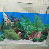 آکواریوم معاوضه