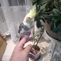 جوجه عروس سینامون|پرنده|کرج, کرج نو|دیوار