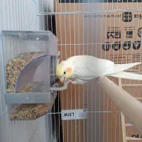عروس هلندی