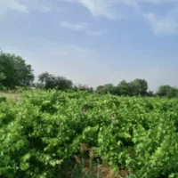 باغ انگور با سهمیه آب|فروش دفتر صنعتی، کشاورزی، تجاری|خرمدشت, |دیوار