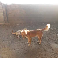 واگذاری سه غلاده سگ|سگ|شاهرود, |دیوار