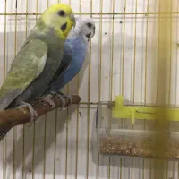 مرغ عشق رینبو