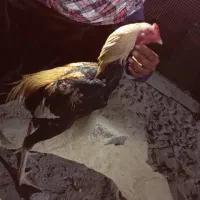 جاوا|حیوانات مزرعه|کنارک, |دیوار