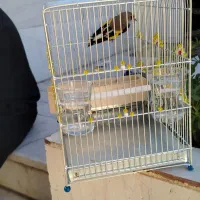 سهره|پرنده|فسا, |دیوار