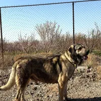 سگ پژدر با خط خونی خالص