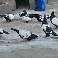 کفتر سینه ای سیاه