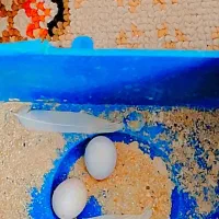 650000|پرنده|هشتگرد, سعید آباد|دیوار